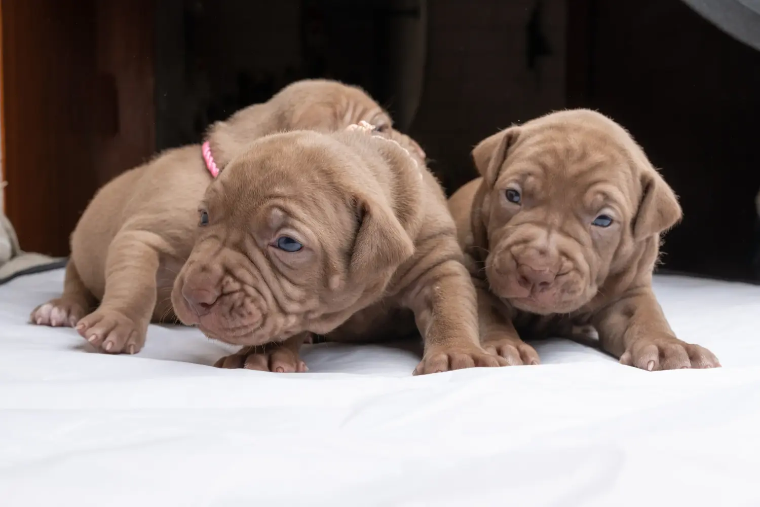 Acheter un chiot American Pit Bull Terrier, c'est prendre ses responsabilités ! Acheter un chiot American Pit Bull Terrier.