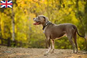 Lire la suite à propos de l’article Éleveurs et chiots d’American Pit Bull Terrier au Royaume-Uni