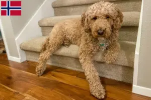 Lire la suite à propos de l’article Éleveurs de Labradoodle australien et chiots en Norvège