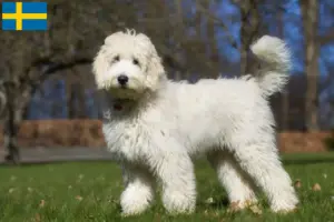 Lire la suite à propos de l’article Éleveurs de Labradoodle australien et chiots en Suède