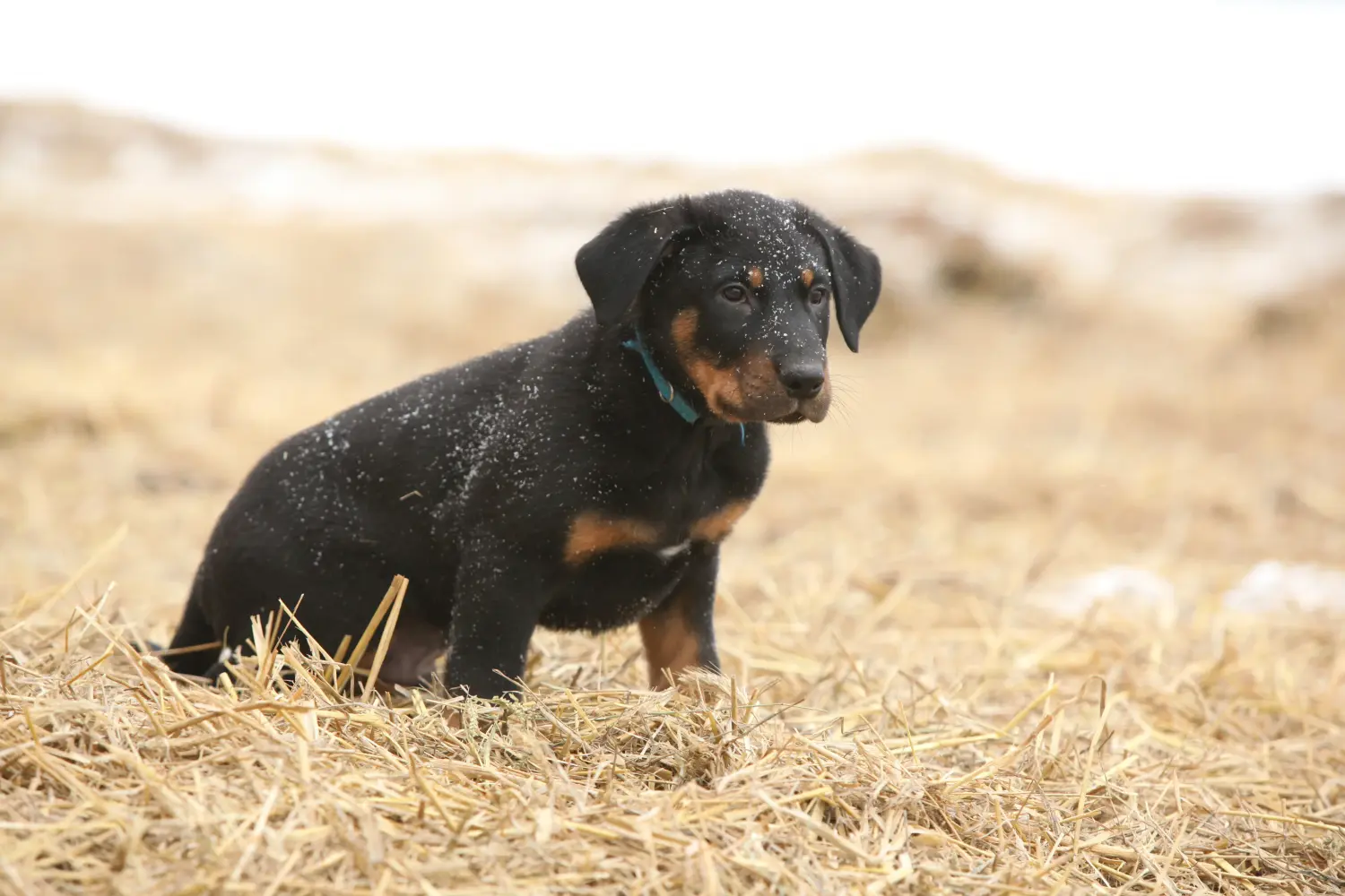 Acheter un chiot beauceron, c'est prendre ses responsabilités ! Acheter des chiots beaucerons.