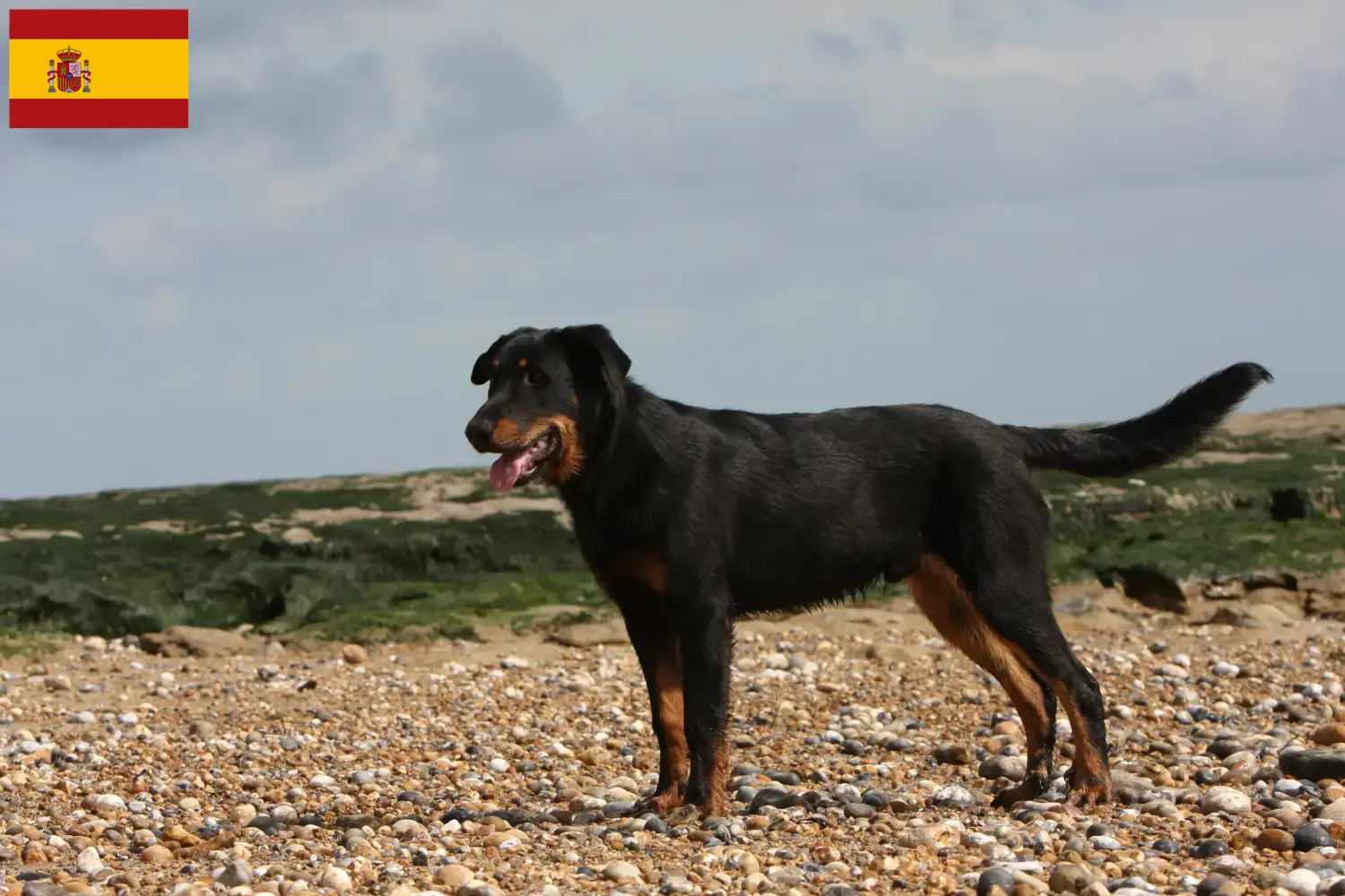Beauceron chiots et éleveurs Espagne Ici, tu trouveras des éleveurs de beaucerons en Espagne.