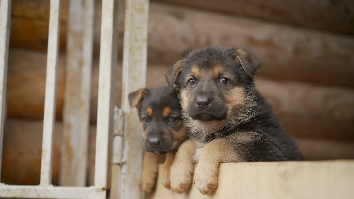 Acheter un chiot berger d'Europe de l'Est, c'est prendre ses responsabilités ! Acheter un chiot berger d'Europe de l'Est.