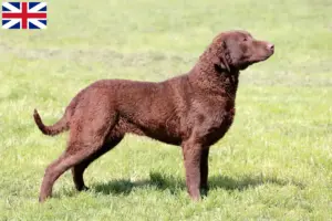 Lire la suite à propos de l’article Éleveurs de Retrievers de la Baie de Chesapeake et chiots en Grande-Bretagne
