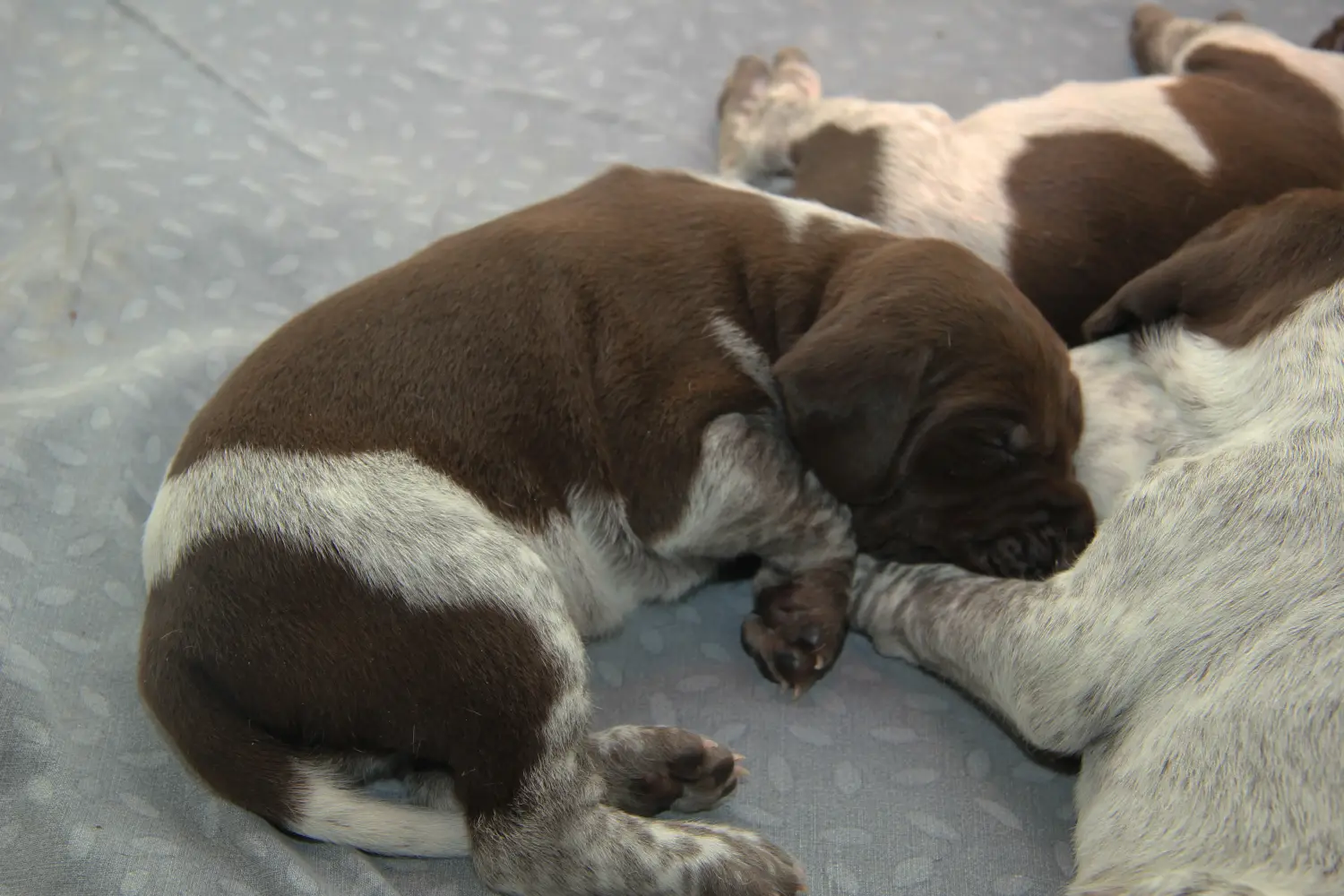 Acheter un chiot allemand à poil court, c'est prendre des responsabilités ! Acheter des chiots allemands à poil court.