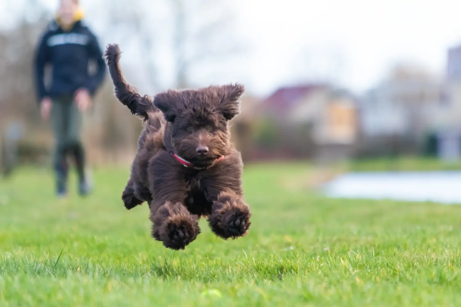 Acheter un chiot labradoodle australien, c'est prendre ses responsabilités ! Acheter des chiots labradoodle australien.
