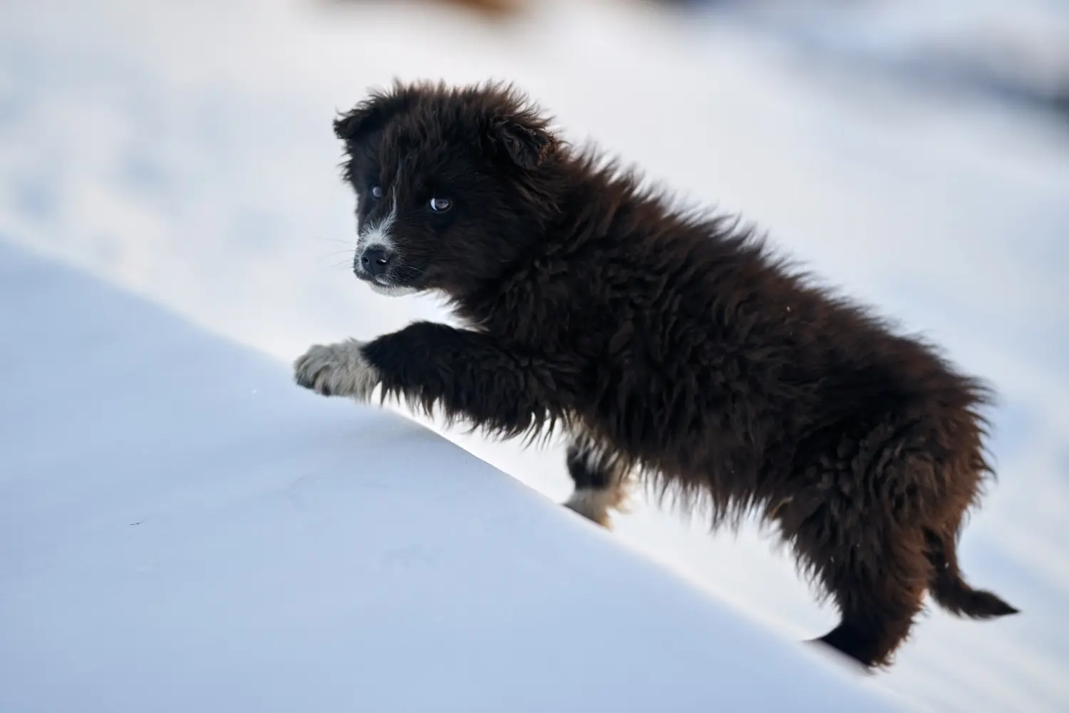 Acheter un chiot Mioritic, c'est prendre ses responsabilités ! Acheter des chiots mioritiques.