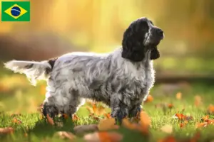 Lire la suite à propos de l’article Cocker anglais éleveurs et chiots au Brésil