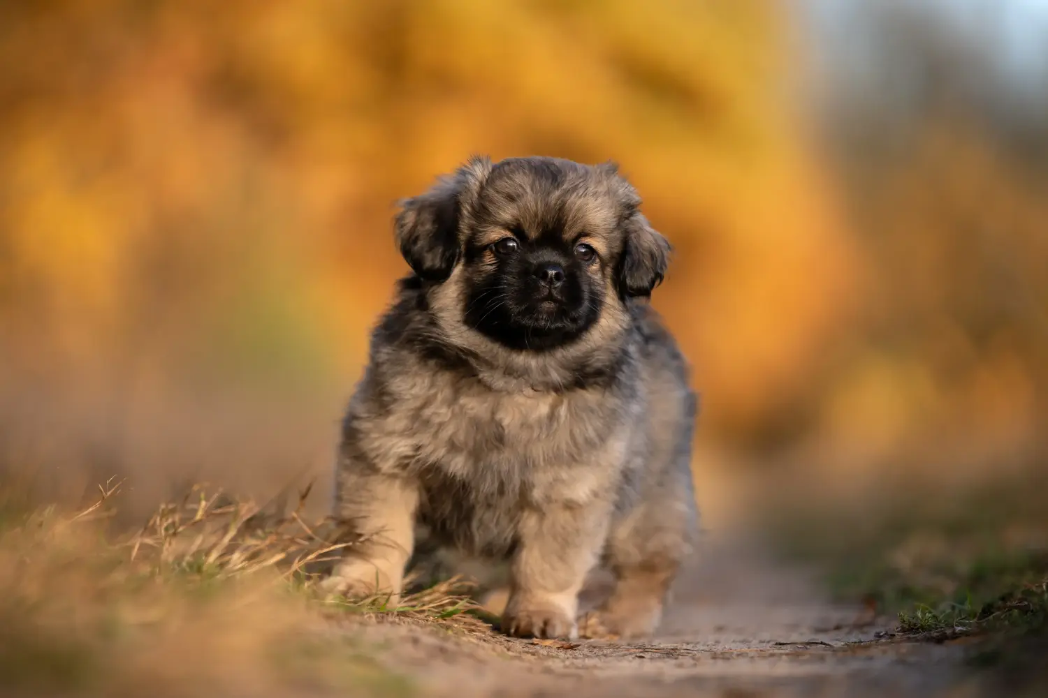 Acheter un chiot épagneul du Tibet, c'est prendre ses responsabilités ! Acheter un chiot épagneul du Tibet.