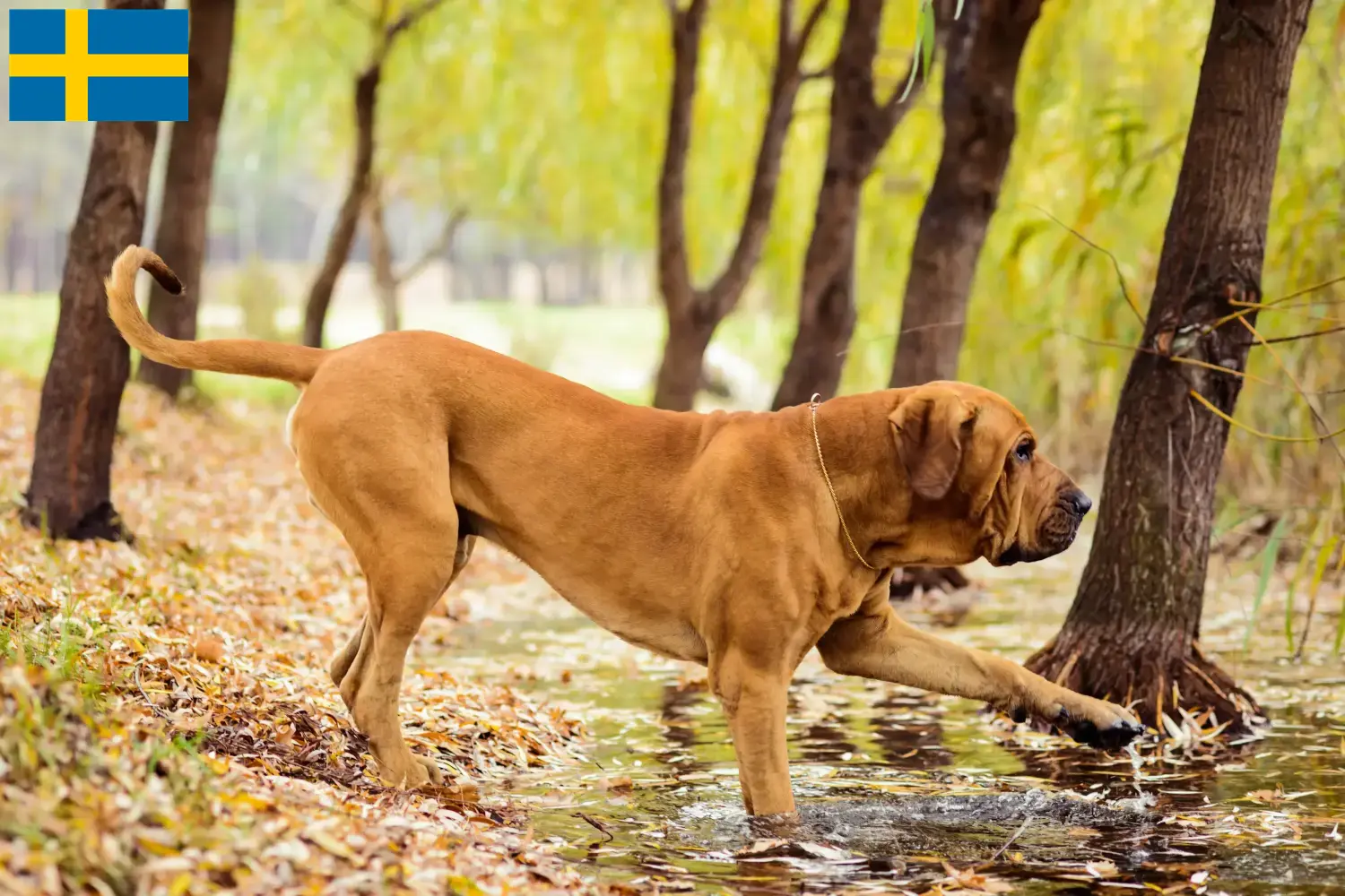 Fila Brasileiro chiots et éleveurs Suède Ici tu trouves des éleveurs de Fila Brasileiros en Suède.