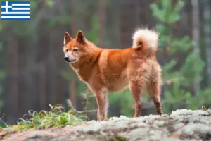 Lire la suite à propos de l’article Éleveurs de Finnois et chiots en Grèce