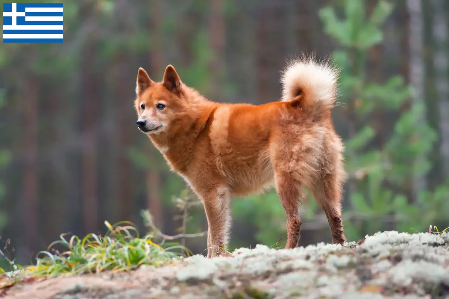 Spitz finlandais chiots et éleveurs Grèce Ici, tu trouveras des éleveurs de pointes finlandaises en Grèce.