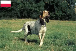 Lire la suite à propos de l’article Éleveurs et chiots gascons saintongeais en Pologne
