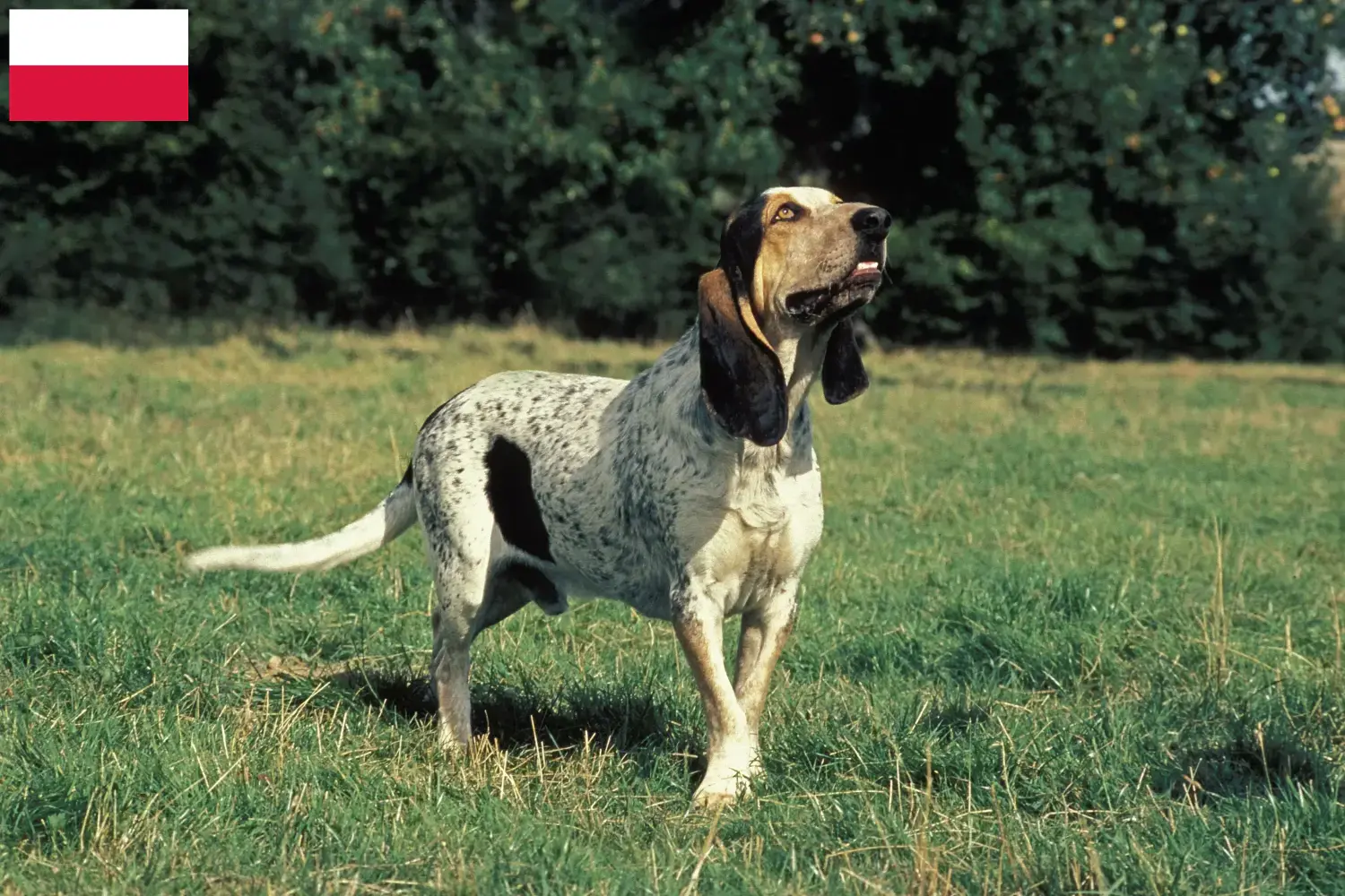 Gascon Saintongeois chiots et éleveurs Pologne Ici vous trouverez des éleveurs de Gascon Saintongeois en Pologne.