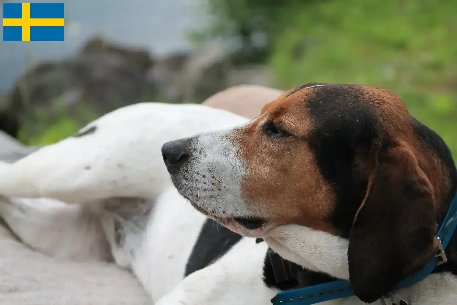 Haldenstøver Chiots et éleveurs Suède Ici, tu trouveras les éleveurs de Haldenstøver en Suède.