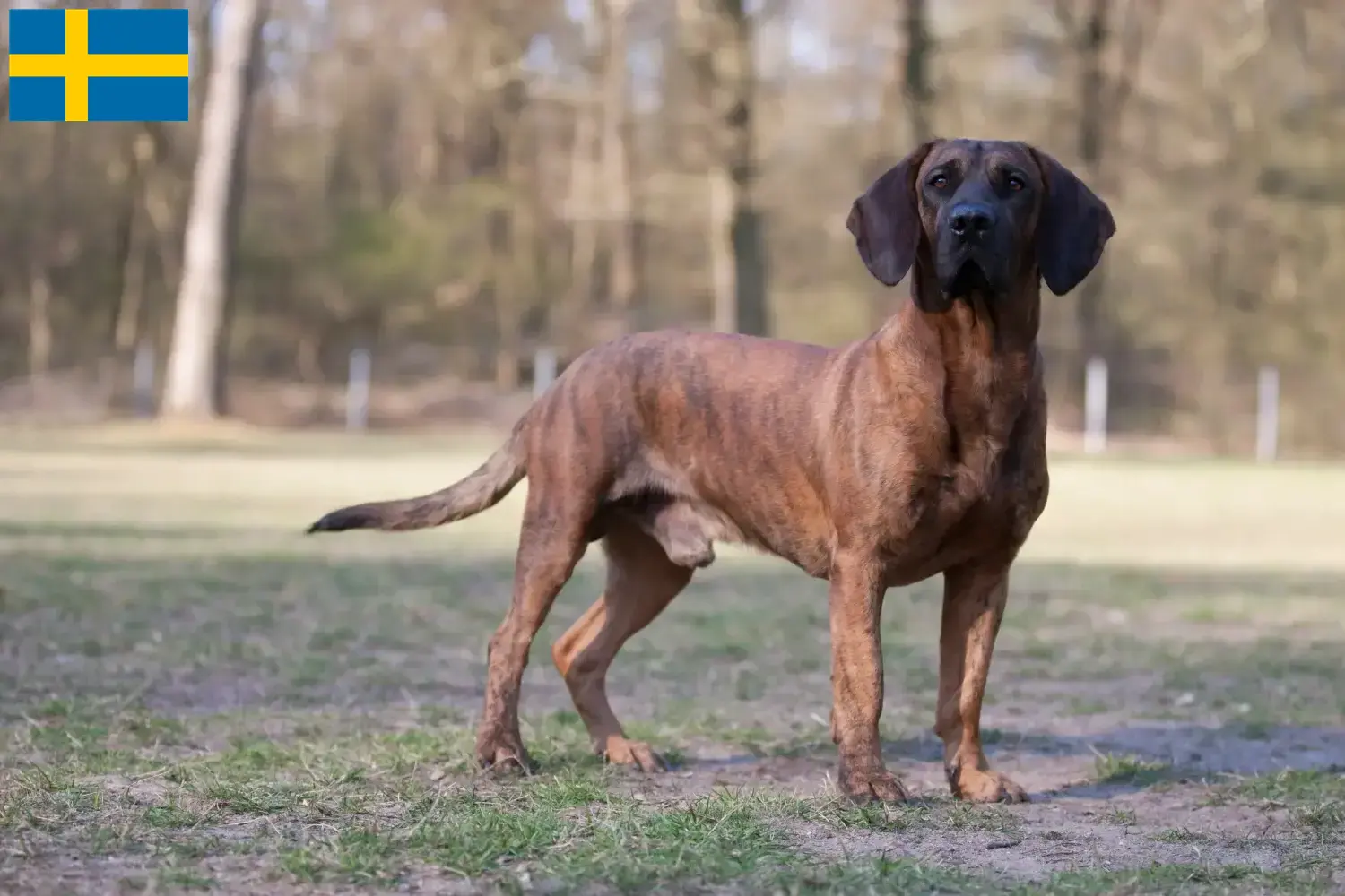 Chiens suiveurs de Hanovre chiots et éleveurs Suède Ici, tu trouveras des éleveurs de chiens de traîneau hanovriens en Suède.