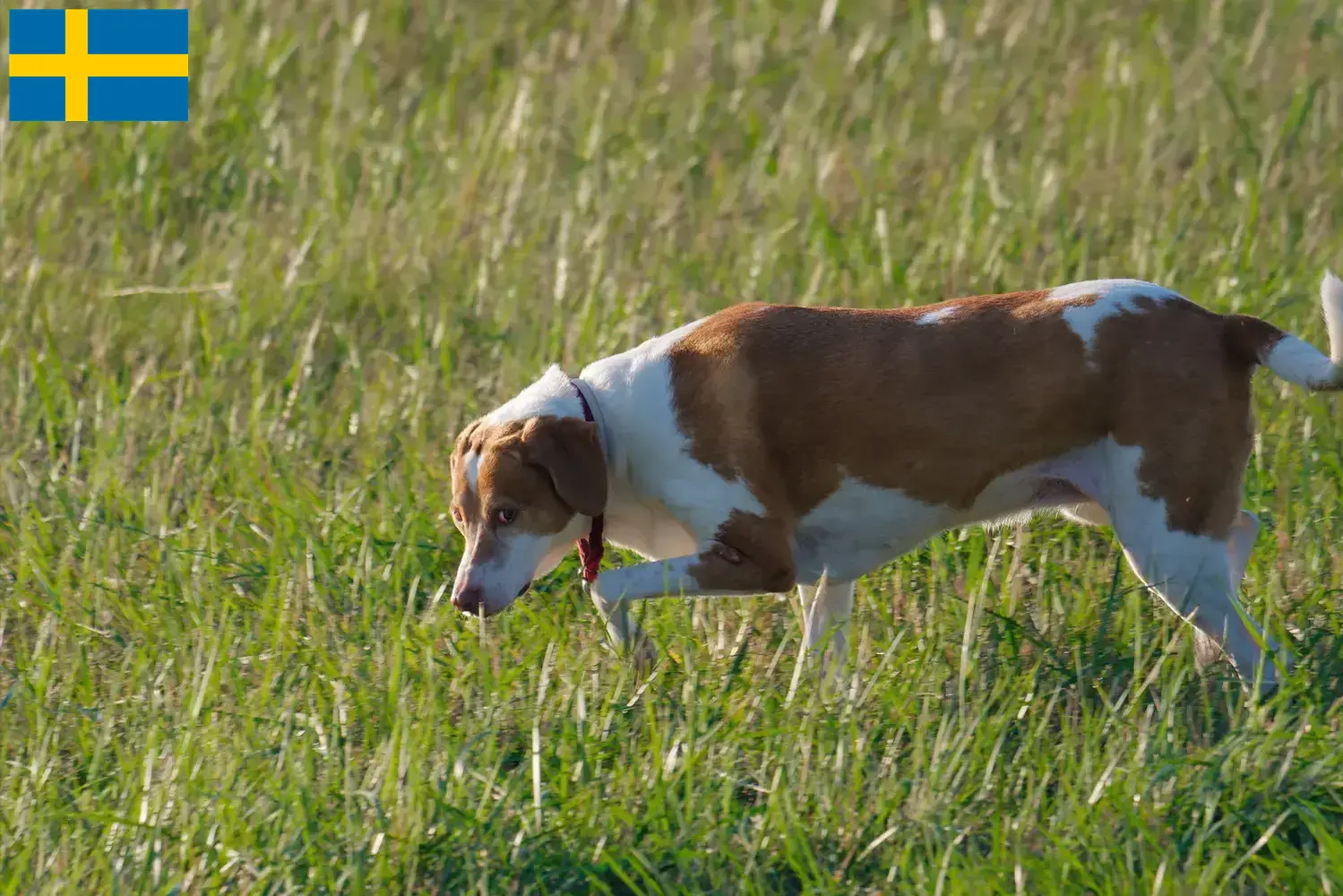 Chiots et éleveurs de Hygenhund Suède Ici, tu trouveras des éleveurs de chiens d'Hygen en Suède.