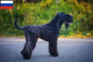 Lire la suite à propos de l’article Eleveurs de Kerry Blue Terrier et chiots en Russie