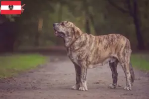 Lire la suite à propos de l’article Mastín Español Éleveurs et chiots en Autriche