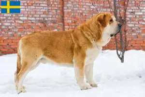 Lire la suite à propos de l’article Mastín Español Éleveurs et chiots en Suède