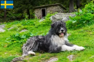 Lire la suite à propos de l’article Mioritic Éleveurs et chiots en Suède