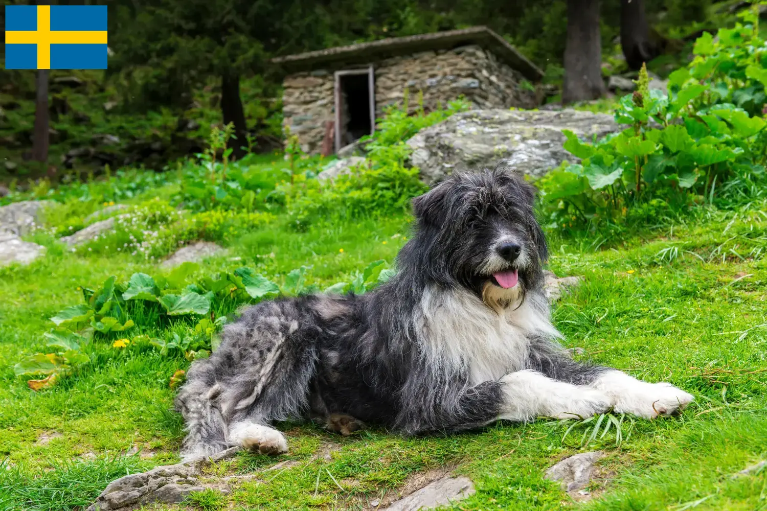Mioritic Chiots et éleveurs Suède Ici, tu trouveras des éleveurs de mioritiques en Suède.