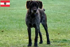 Lire la suite à propos de l’article Éleveurs et chiots de chiens allemands à poil dur en Autriche