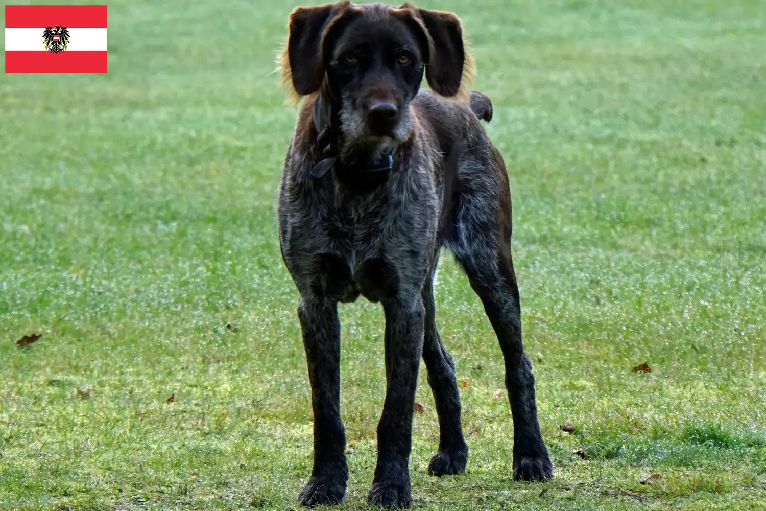 Chiots et éleveurs allemands à poil dur Autriche Ici, tu trouveras des éleveurs de Poil de Carotte allemand en Autriche.