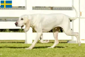 Lire la suite à propos de l’article Éleveurs de Porcelaine et chiots en Suède