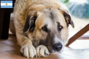 Lire la suite à propos de l’article Rafeiro do Alentejo Éleveurs et chiots en Argentine