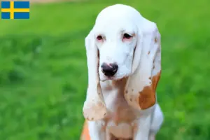 Lire la suite à propos de l’article Sabueso Español Éleveurs et chiots en Suède