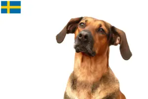 Lire la suite à propos de l’article Schillerstövare éleveurs et chiots en Suède