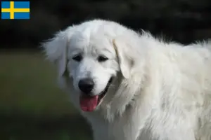Lire la suite à propos de l’article Slovensky Cuvac éleveurs et chiots en Suède