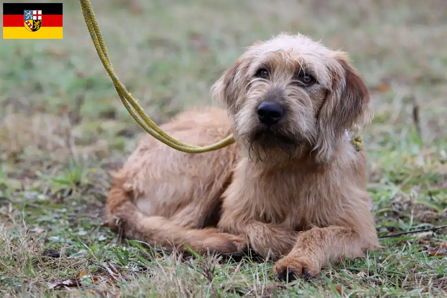 Steirische Rauhhaarbracke chiots et éleveurs Saarland Ici, tu trouveras des éleveurs de Steirische Rauhhaarbracken en Sarre.