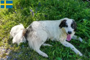 Lire la suite à propos de l’article Tornjak éleveurs et chiots en Suède