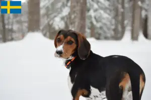 Lire la suite à propos de l’article Treeing Walker Coonhound Éleveurs et chiots en Suède