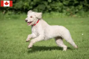 Lire la suite à propos de l’article Éleveurs de Labradoodle australien et chiots au Canada