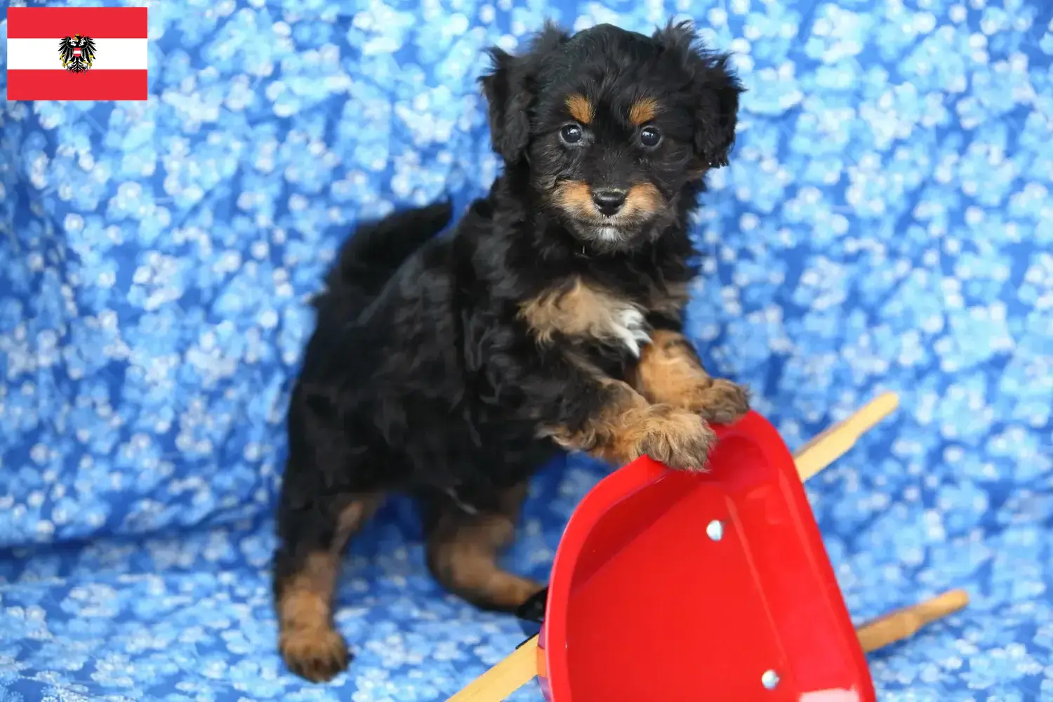 Pomapoo chiots et éleveurs Autriche Ici, tu trouveras des éleveurs de pomapoos en Autriche.