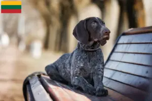 Lire la suite à propos de l’article Éleveurs et chiots de chiens allemands à poil court en Lituanie