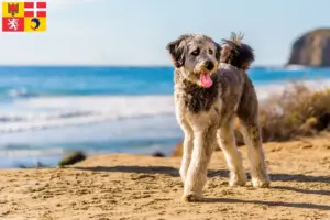 Lire la suite à propos de l’article Éleveurs et chiots d’Aussiedoodle en Auvergne-Rhône-Alpes