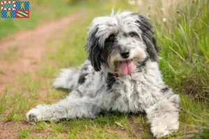 Lire la suite à propos de l’article Aussiedoodle éleveurs et chiots en Bourgogne-Franche-Comté