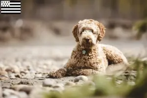 Lire la suite à propos de l’article Éleveurs d’Aussiedoodle et chiots en Bretagne