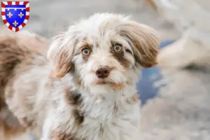 Lire la suite à propos de l’article Éleveurs et chiots d’Aussiedoodle en Centre-Val de Loire