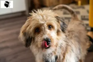 Lire la suite à propos de l’article Éleveurs d’Aussiedoodle et chiots en Corse