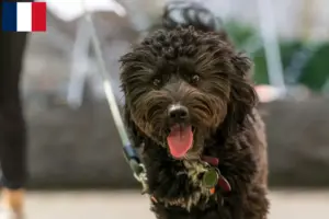 Lire la suite à propos de l’article Éleveurs d’Aussiedoodle et chiots en France