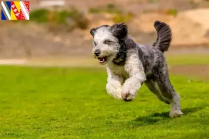 Lire la suite à propos de l’article Aussiedoodle Éleveurs et chiots en Grand Est
