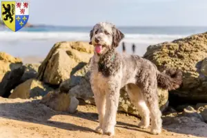 Lire la suite à propos de l’article Éleveurs et chiots d’Aussiedoodle en Hauts-de-France
