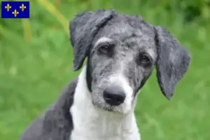 Lire la suite à propos de l’article Éleveurs et chiots d’Aussiedoodle en Île-de-France