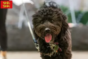 Lire la suite à propos de l’article Éleveurs d’Aussiedoodle et chiots en Normandie