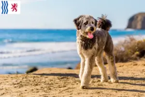 Lire la suite à propos de l’article Éleveurs et chiots d’Aussiedoodle en Nouvelle-Aquitaine
